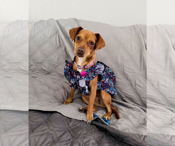 Medium Photo #10 Chiweenie Puppy For Sale in Valrico, FL, USA