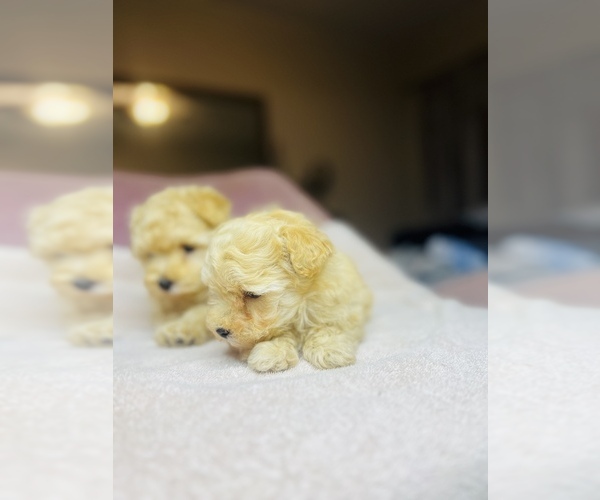 Medium Photo #5 Poodle (Toy) Puppy For Sale in SAN BERNARDINO, CA, USA