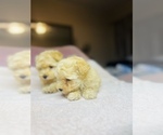 Small Photo #5 Poodle (Toy) Puppy For Sale in SAN BERNARDINO, CA, USA