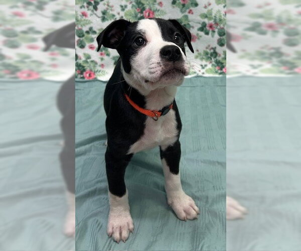 Medium Photo #3 American Bulldog-Unknown Mix Puppy For Sale in Wetumpka, AL, USA