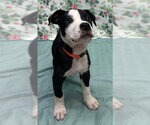 Small #2 American Bulldog Mix