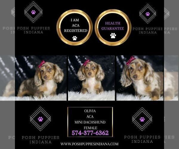 Medium Photo #37 Dachshund Puppy For Sale in WARSAW, IN, USA