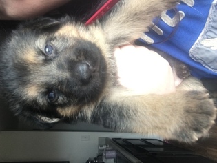 German Shepherd Dog Puppy for sale in ENGLEWOOD, OH, USA