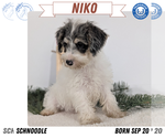 Puppy Niko Schnoodle (Miniature)