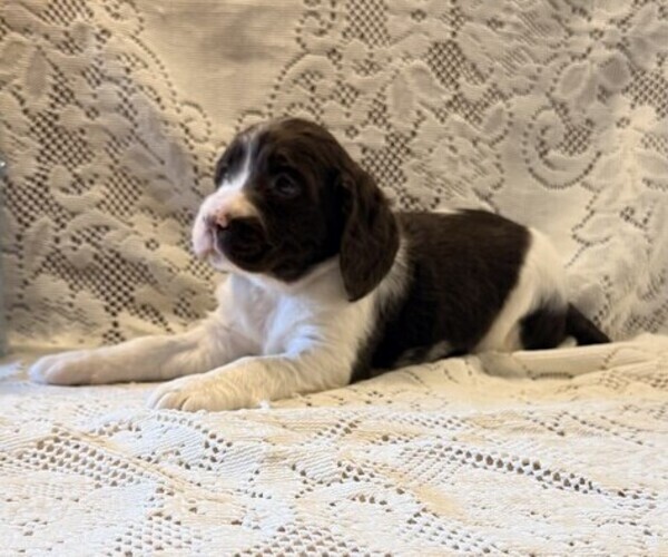 Medium Photo #2 English Springer Spaniel Puppy For Sale in OWEN, WI, USA