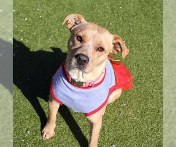 Medium Photo #10 Mutt Puppy For Sale in Rockaway, NJ, USA