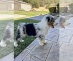 Small #5 Australian Shepherd