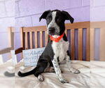Small Border Collie Mix