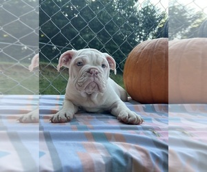 Bulldog Puppy for sale in MORGANTON, NC, USA
