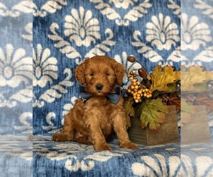 Goldendoodle (Miniature) Puppy for sale in COCHRANVILLE, PA, USA