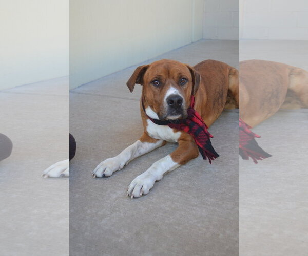 Medium Photo #3 Mutt Puppy For Sale in McKinney, TX, USA