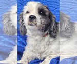 Small Photo #1 Havashu Puppy For Sale in Cuba, NY, USA