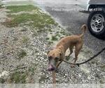 Small Black Mouth Cur Mix