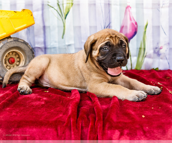 Medium Photo #9 Mastiff Puppy For Sale in WAKARUSA, IN, USA