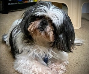 Shih Tzu Dog for Adoption in SAINT CHARLES, Missouri USA
