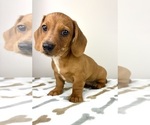 Small #1 Dachshund