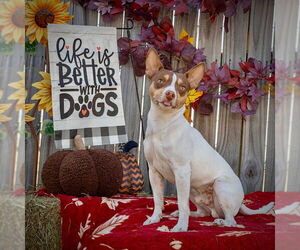 Rat Terrier Dogs for adoption in Atlanta, GA, USA