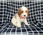 Small #1 Cavapoo (Standard)