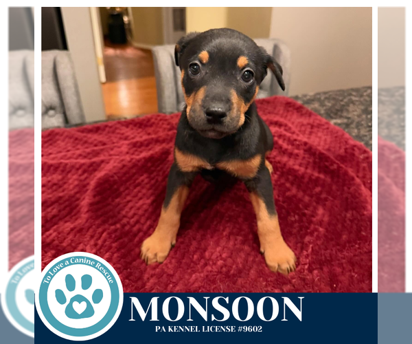 Medium Photo #1 Labrador Retriever-Unknown Mix Puppy For Sale in Kimberton, PA, USA