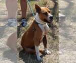 Small Photo #4 Boxer-Unknown Mix Puppy For Sale in Bandera, TX, USA