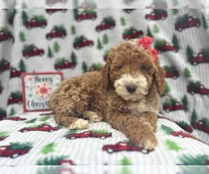 Cock-A-Poo Puppy for sale in LAKELAND, FL, USA