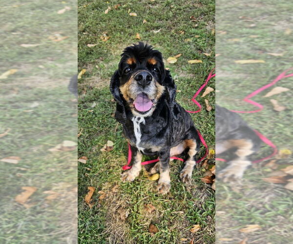 Medium Photo #4 Cocker Spaniel Puppy For Sale in Springdale, PA, USA