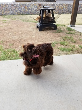 Medium Photo #1 Cocker Spaniel Puppy For Sale in EL PASO, TX, USA