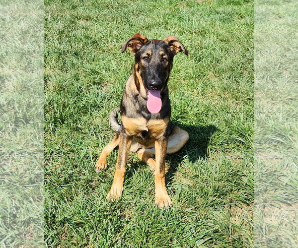 Medium Photo #5 German Shepherd Dog Puppy For Sale in Centreville, VA, USA