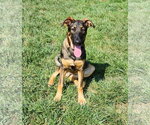 Small #4 German Shepherd Dog