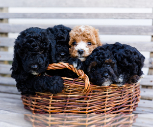 Goldendoodle (Miniature) Puppy for Sale in BONNERS FERRY, Idaho USA