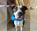 Small American Pit Bull Terrier Mix