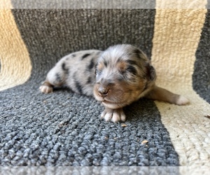 Australian Shepherd Puppy for sale in PENDERGRASS, GA, USA