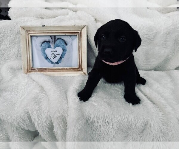 Medium Photo #1 Labrador Retriever Puppy For Sale in MAYSVILLE, GA, USA