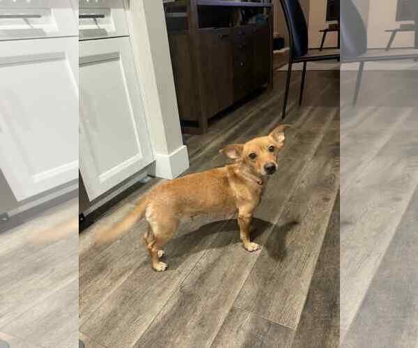 Medium Photo #1 Dachshund-Unknown Mix Puppy For Sale in Arlington, WA, USA