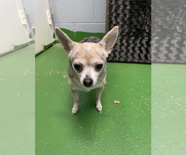 Medium Photo #2 Chihuahua Puppy For Sale in Rustburg, VA, USA