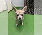 Small #1 Chihuahua