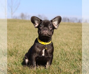 Medium French Bulldog