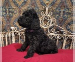 Small #4 Poodle (Standard)