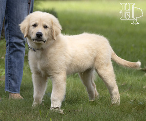 Golden Pyrenees Puppy for sale in ELLENBORO, NC, USA