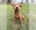 Small Labrador Retriever Mix