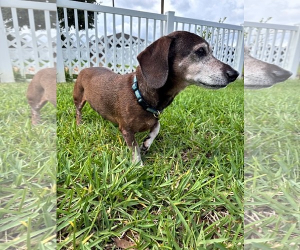 Medium Photo #1 Dachshund Puppy For Sale in New Smyrna Beach, FL, USA