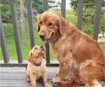 Small Photo #1 Golden Retriever Puppy For Sale in BRAINERD, MN, USA