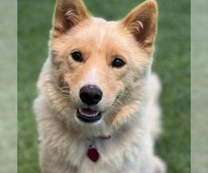 Marshmallow - Female Siberian Husky-Unknown Mix Dog for Adoption - Photo #7