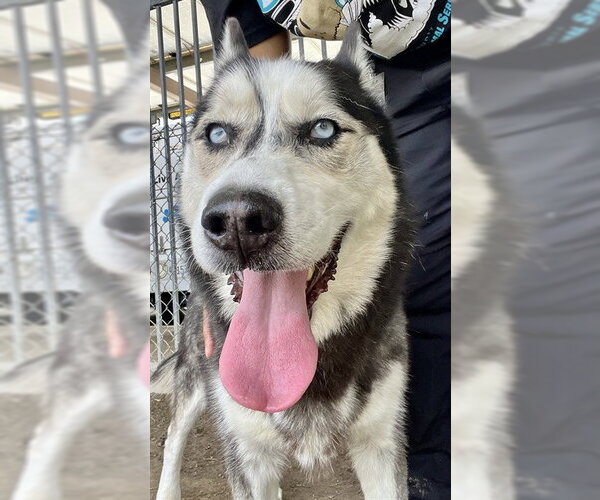 Medium Photo #2 Siberian Husky Puppy For Sale in Riverside, CA, USA