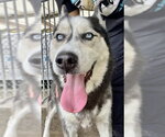 Small #1 Siberian Husky