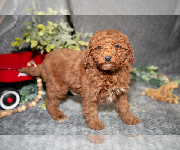 Medium Photo #13 Poodle (Miniature) Puppy For Sale in WOLCOTTVILLE, IN, USA