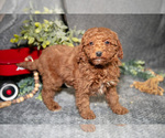 Small #2 Poodle (Miniature)