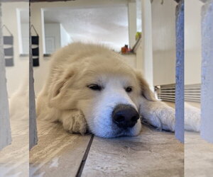 Bailey - Male Great Pyrenees-Unknown Mix Dog for Adoption - Photo #5