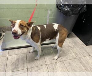 Australian Shepherd-Unknown Mix Dogs for adoption in Grand Prairie, TX, USA