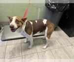 Small Australian Shepherd Mix